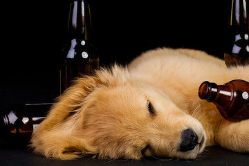 drunk dog