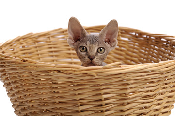 Baby sphynx cat in a staw basket