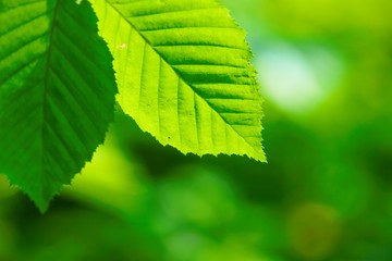 Fototapeta na wymiar green leaves