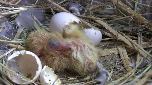aider &agrave; sortir de sa coquille
