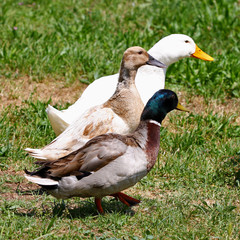 Two ducks and one goose