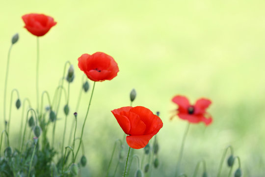 Poppy flowers