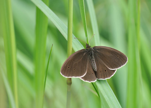 Big brown butterfly resting on grass