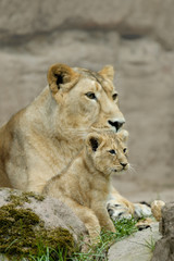 Lion (Panthera leo) with cub