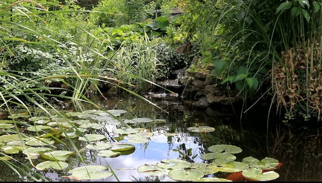 petit bassin aquatique de jardin particulier