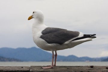 Gabbiani