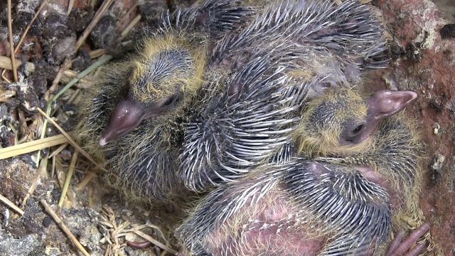pigeonneaux