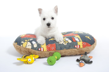 jeune chien blanc regardant ses jouets