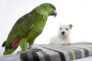 perroquet regardant un jeune chien blanc