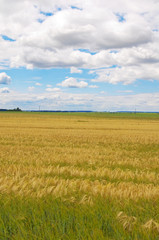 Fototapeta premium Wheaten field and the dark sky
