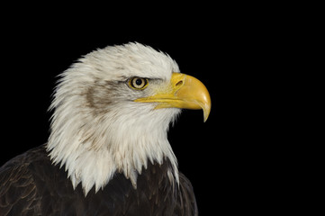 Portrait of American symbol bald eagle isolated on black