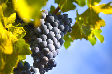 Grapes on the Vine / summer