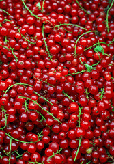 Red currants background