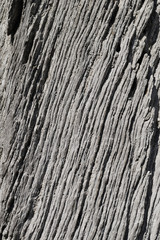 Close up of tree trunk