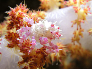 Soft Coral Spider Crab Hoplophrys oatesii