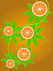 branch of an orange
