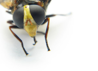 Macro of the head of a wasp on a white background