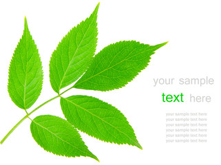 Branch with green leaves