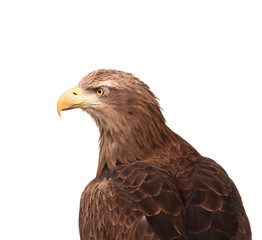Eagle isolated