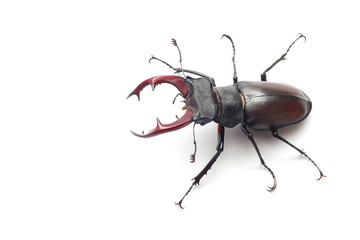 stag beetle