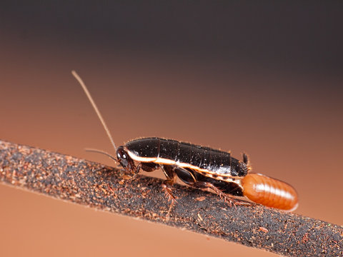 Cockroach, Blatta orientalis, laying egg, macro