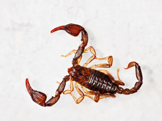 European aka British scorpion - Euscorpius flavicaudis