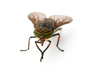 Gadfly against a white background