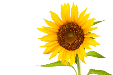 Obraz premium Sunflower