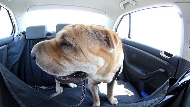 sharpei dog travel by car