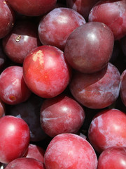 Chinese Plums