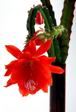 red flowers of cacctus