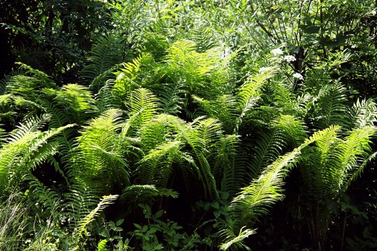 fern fronds about forest
