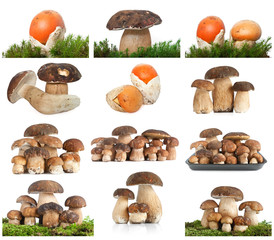 mushrooms collage