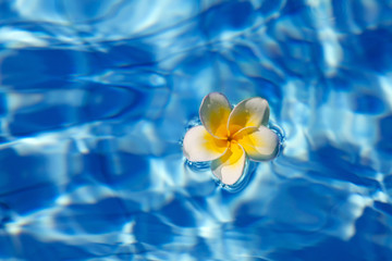Tropical frangipani flower in water