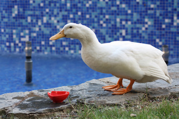 White duck