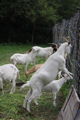 Obraz premium Ziegenfütterung