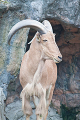 brown mountain goat