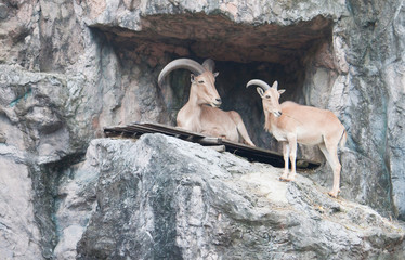 brown mountain goat