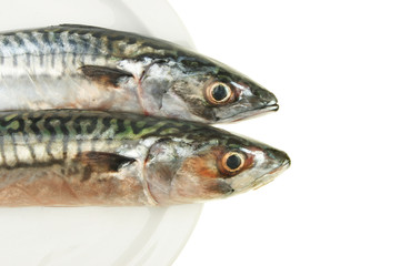 Mackerel heads