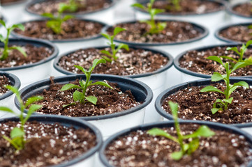 Plants