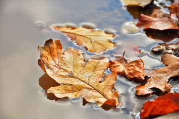 herbstliches Blatt im Wasser
