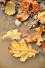 herbstliches Blatt in einer Pfütze