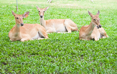 Beautiful deer reclining on green grass