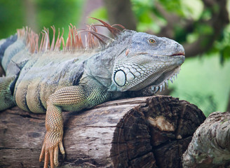 green iguana on wood