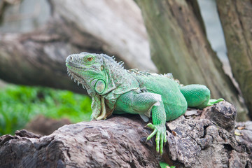 green iguana on wood