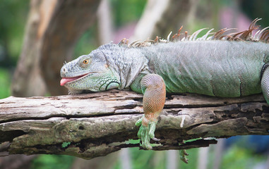 green iguana on wood