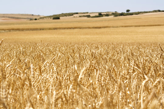 Campo de Trigo