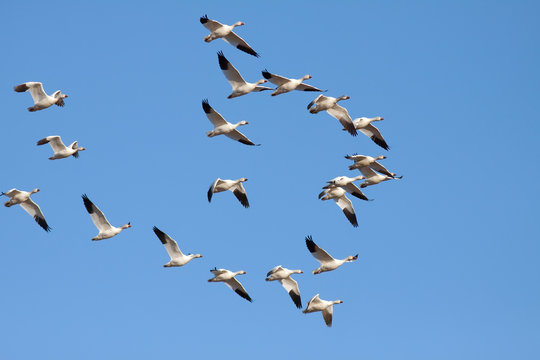 Snow Geese flying in Lancaster County,Pennsylvania,USA.