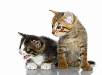 Kittens on a white background