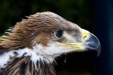 Fototapeta premium Young imperial eagle (Aquila heliaca)